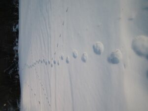Fotogalerie - Südtirol Dolomiten Lungiarü