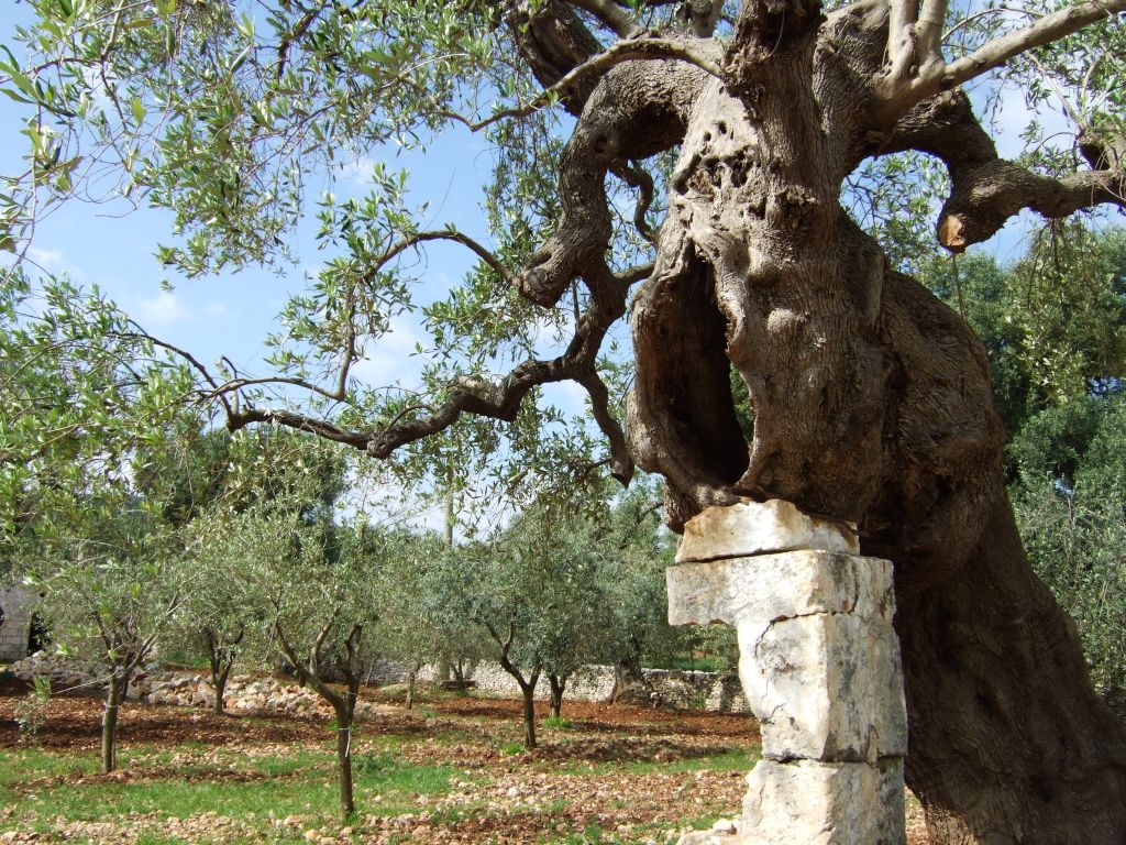 Wanderreise Apulien Olivenbaum
