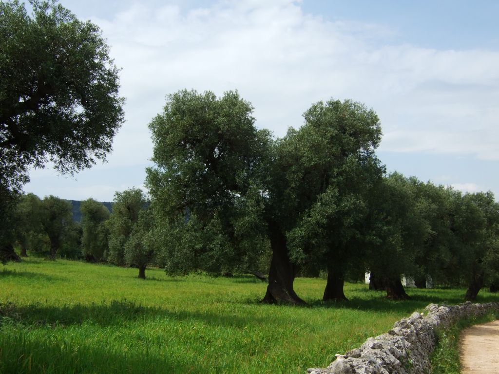Wanderreise Apulien Steinmauern Olivenbäume