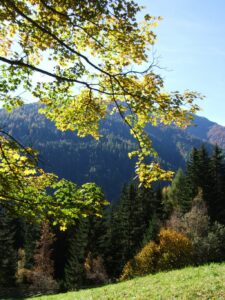 Südtirol Bäume im Ultental - Sento Wanderreisen