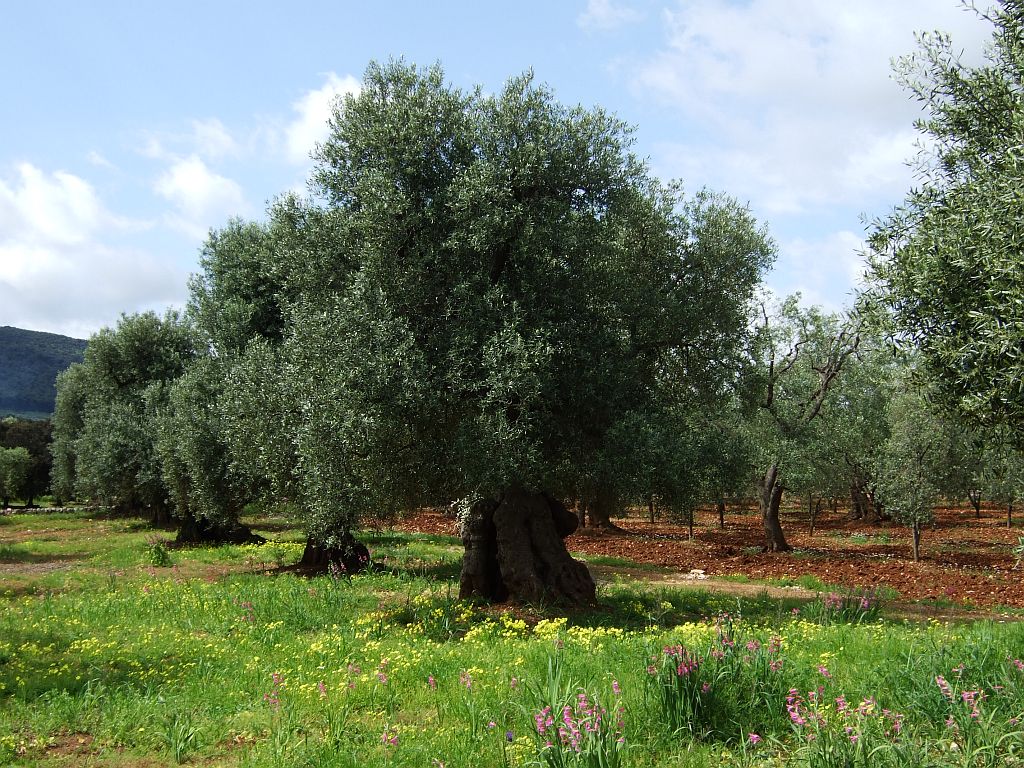 olivenbaum pflege drinnen Olivenbaum (Olea europaea) – 60–90 cm main image 0