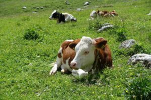 Fotogalerie - Italien Piemont Walliser Alpen
