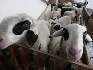 Fotogalerie - Italien Piemont Walliser Alpen