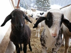 Fotogalerie - Italien Piemont Walliser Alpen