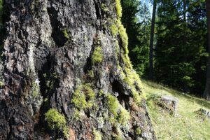 Fotogalerie - Südtirol Dolomiten Lungiarü