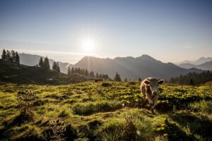 Wandern Chiemgau Berge Kühe – Co.Ruhpoldig Tourismus,Andreas Plenk