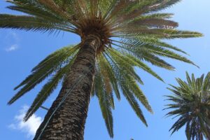 Kanaren Wanderreise La Gomera, Palme für Sirup - Sento Wanderreisen