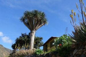 Kanaren Wanderreise La Gomera, Vallehermoso-Wanderung 2 - Sento Wanderreisen
