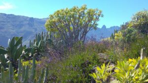 Kanaren Wanderreise La Gomera, Vegetation im März 1 - Sento Wanderreisen