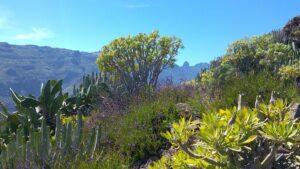 Kanaren Wanderreise La Gomera, Vegetation im März - Sento Wanderreisen