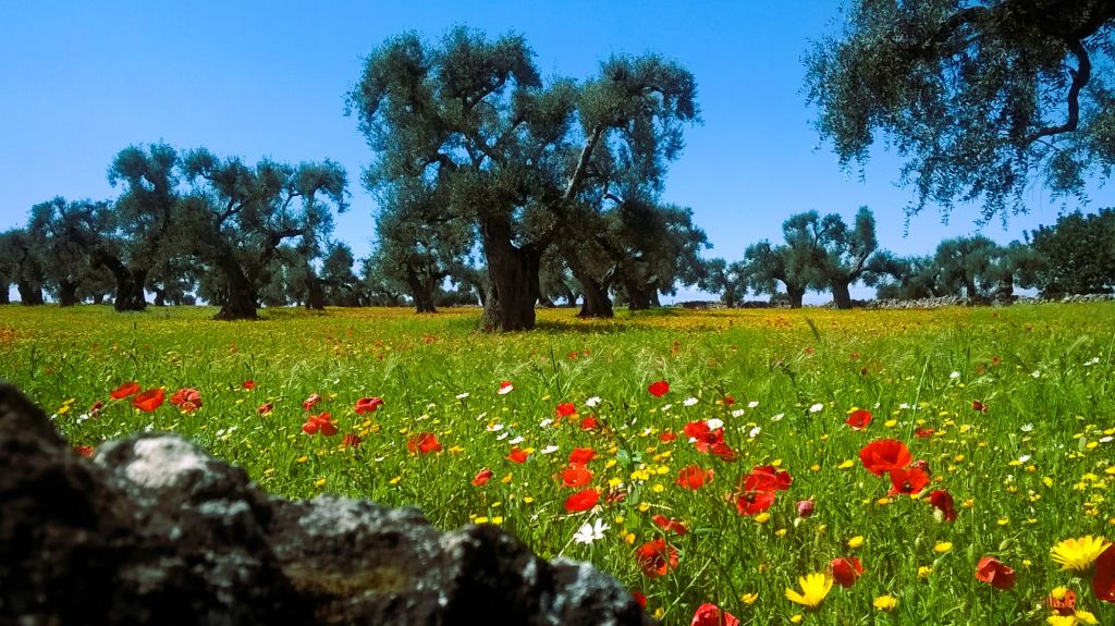 Apulien Koch-Erlebnisreise Frühlingswiese - Sento Wanderreisen