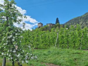 Südtirol Meran Frühling Apfelblüte 1 - Sento Wanderreisen
