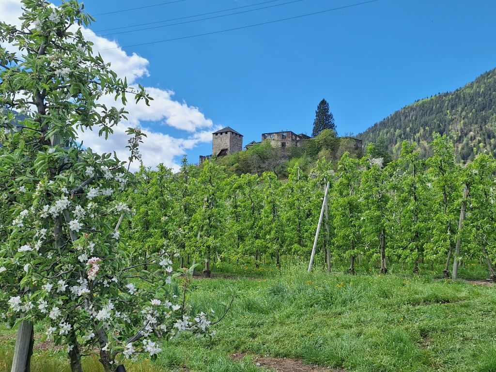 Südtirol Meran Frühling Apfelblüte 1 - Sento Wanderreisen