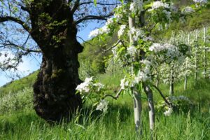 Südtirol Meran Frühling Apfelblüte 2 - Sento Wanderreisen