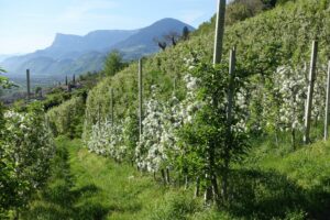 Fotogalerie - Südtirol Dolomiten Lungiarü