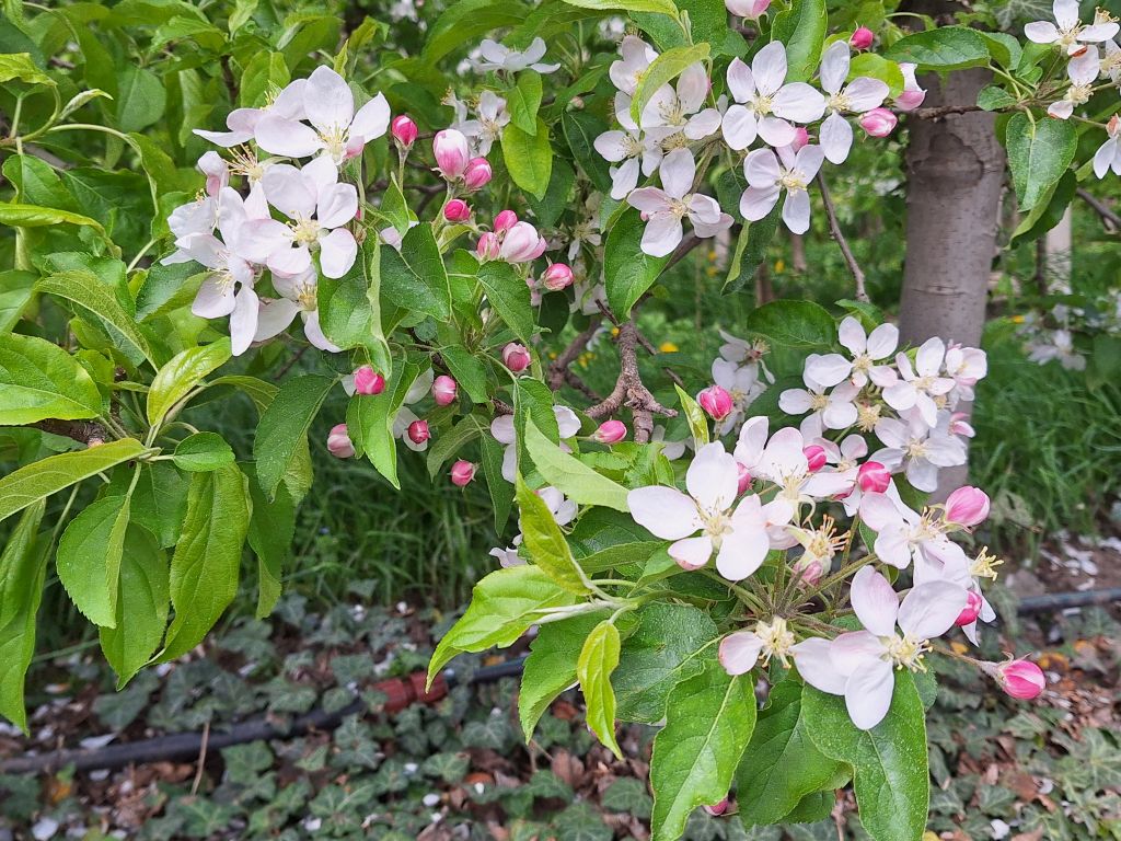 Südtirol Meran Frühling Apfelblüte - Sento Wanderreisen