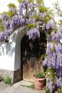 Südtirol Meran Frühling Glyzinien- Sento Wanderreisen