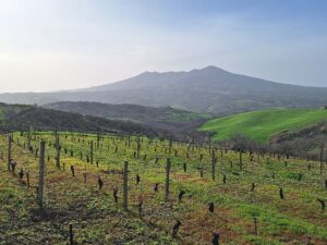 Wandern Italien Basilikata Monte Vulture Weinreben - Sento Wanderreisen