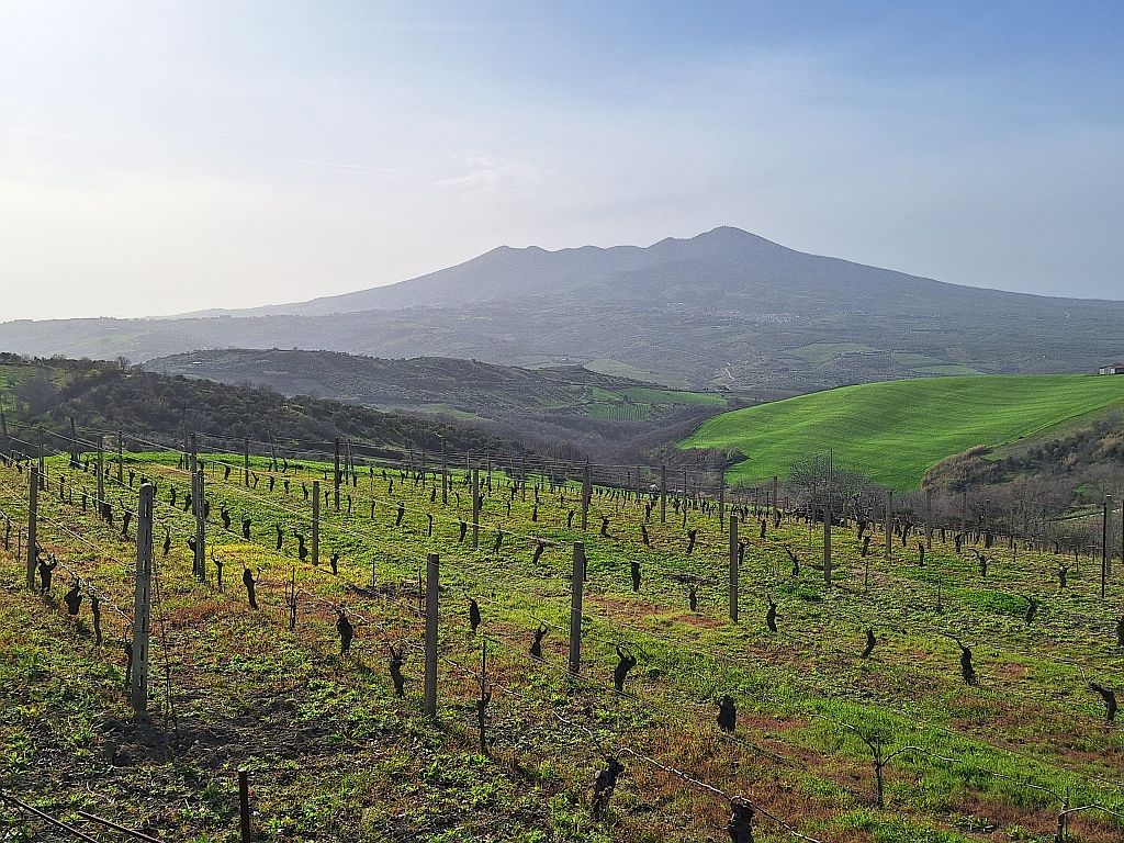 Wandern Italien Basilikata Monte Vulture Weinreben - Sento Wanderreisen