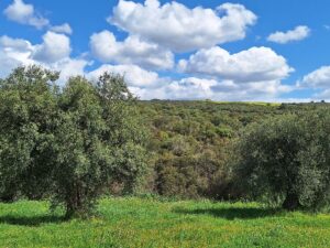 Wandern Italien Basilikata Olivenbäume Landschaft - Sento Wanderreisen