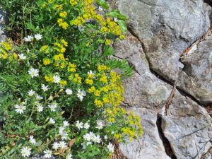 Wandern Slowenien Karst Blumen am Stein - Sento Wanderreisen