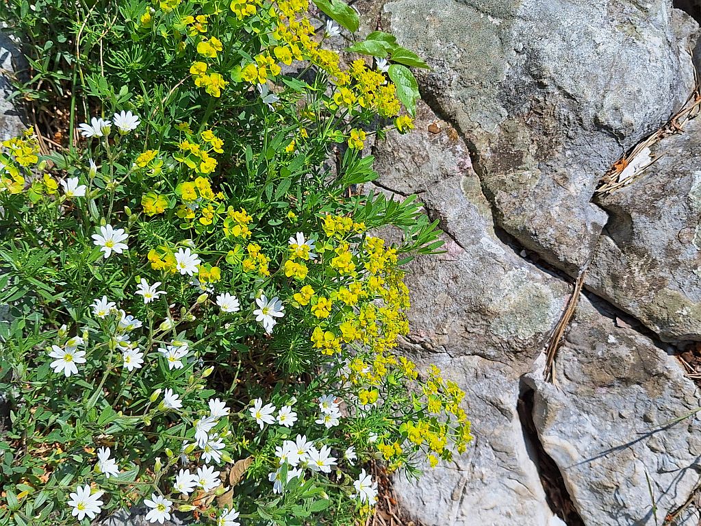 Wandern Slowenien Karst Blumen am Stein - Sento Wanderreisen