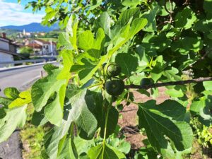 Wandern Slowenien Karst Feigenbaum - Sento Wanderreisen