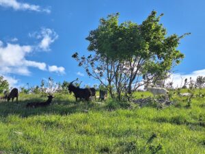 Wandern Slowenien Karst Käserei Ziegen - Sento Wanderreisen