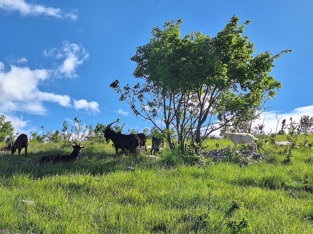 Wandern Slowenien Karst Käserei Ziegen - Sento Wanderreisen
