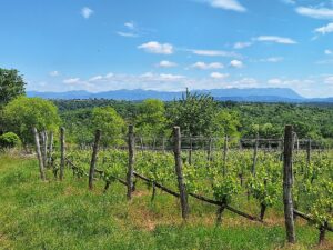 Wandern Slowenien Karst Komen Weinreben 1 - Sento Wanderreisen