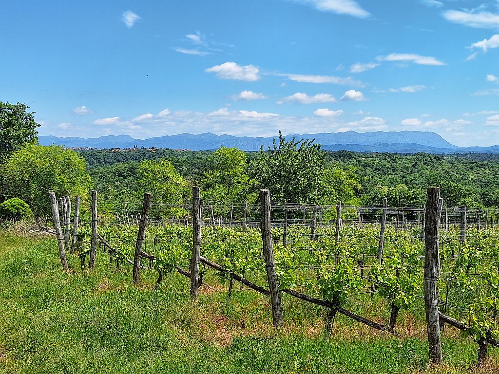 Wandern Slowenien Karst Komen Weinreben 1 - Sento Wanderreisen