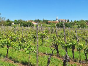 Wandern Slowenien Karst Komen Weinreben - Sento Wanderreisen