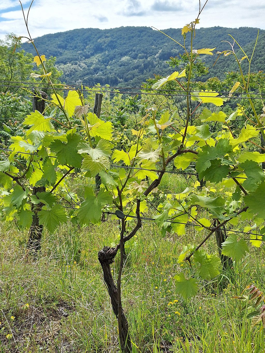Wandern Slowenien Karst Wanderweg Kodreti Wein - Sento Wanderreisen