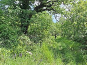 Wandern Slowenien Karst Wanderweg - Sento Wanderreisen