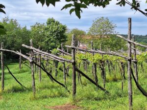Wandern Slowenien Karst Weinreben - Sento Wanderreisen