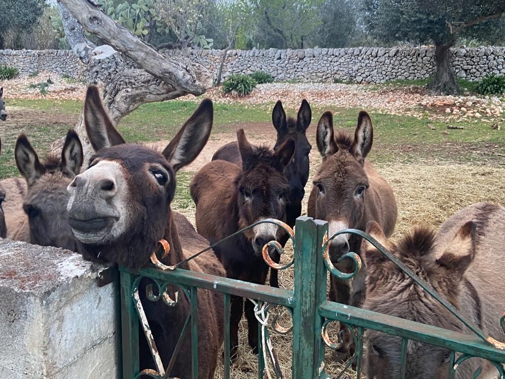 Apulien Wanderreise Bio-Hof mit Eseln - Sento Wanderreisen