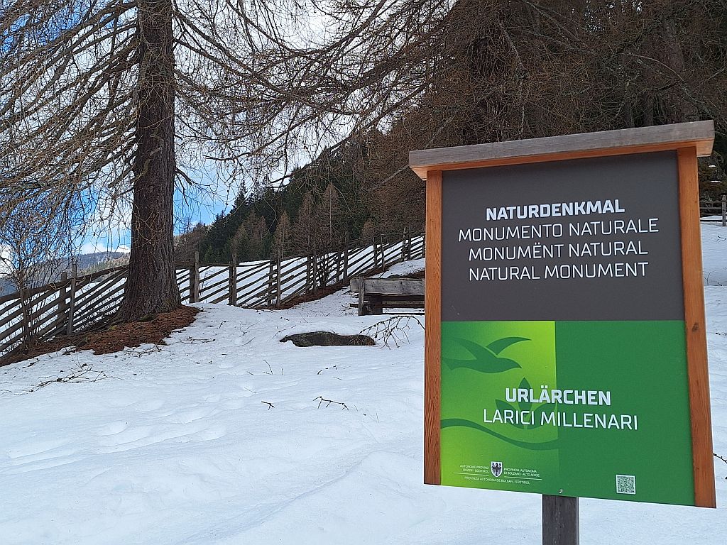 Südtirol Ultental Winterreise Naturdenkmal Urlärchen - Sento Wanderreisen