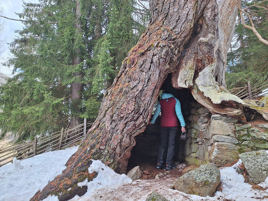 Südtirol Ultental Winterreise Urlärchen 2 - Sento Wanderreisen