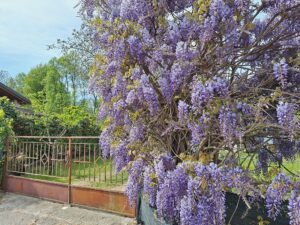 Wandern Italien Friaul Glyzinien Blauregen - Sento Wanderreisen
