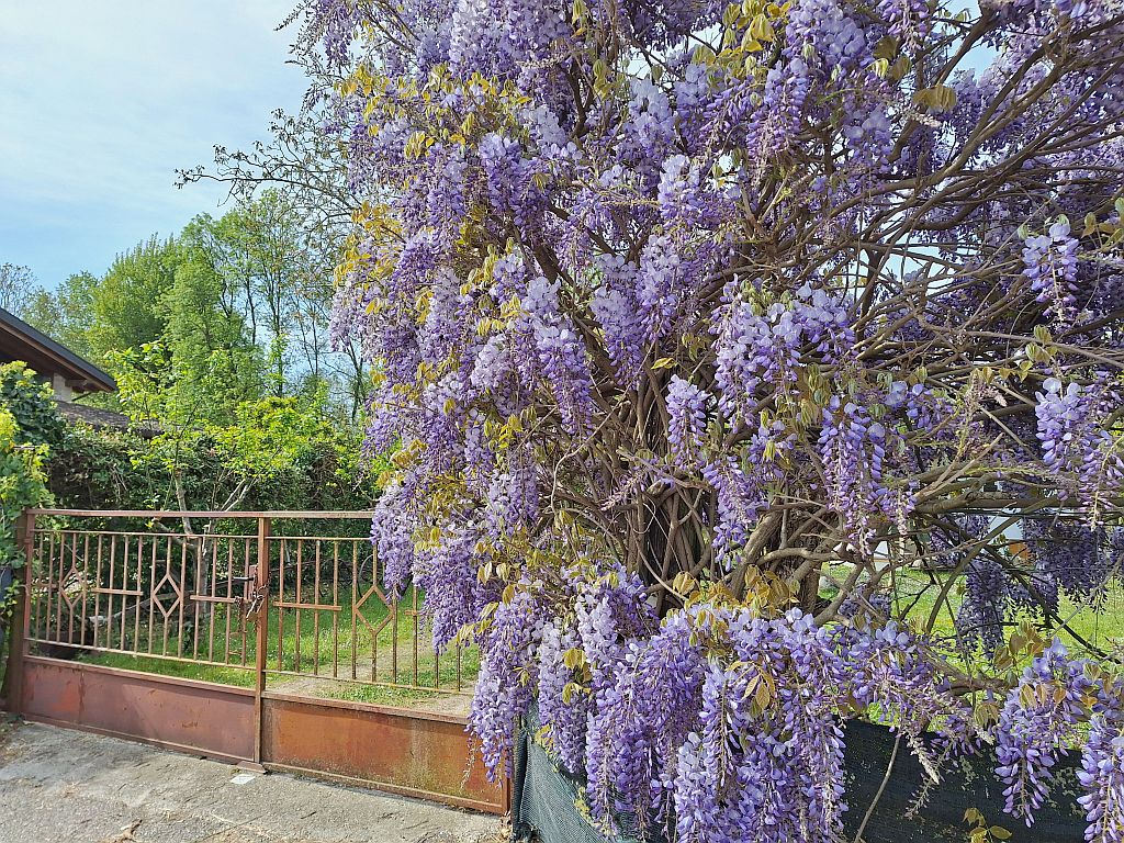 Wandern Italien Friaul Glyzinien Blauregen - Sento Wanderreisen