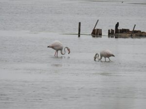 Wandern Italien Friaul Lagune Grado Flamingos 1 - Copyright Tanja Beinat