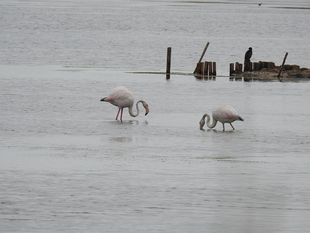 Wandern Italien Friaul Lagune Grado Flamingos 1 - Copyright Tanja Beinat