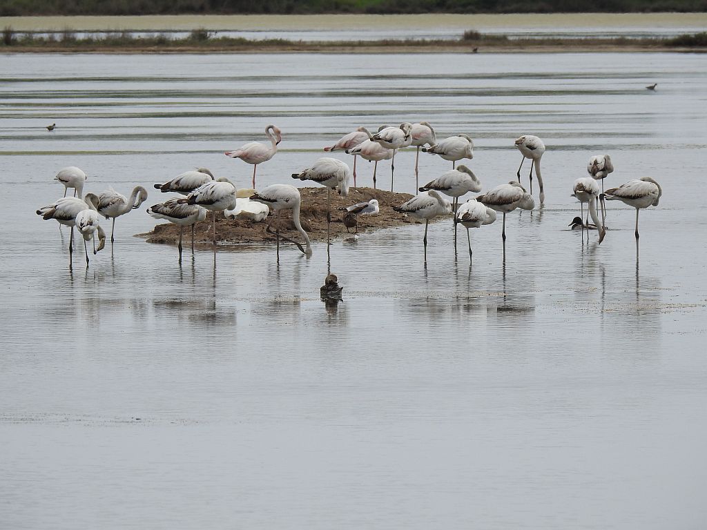 Wandern Italien Friaul Lagune Grado Flamingos - Copyright Tanja Beinat