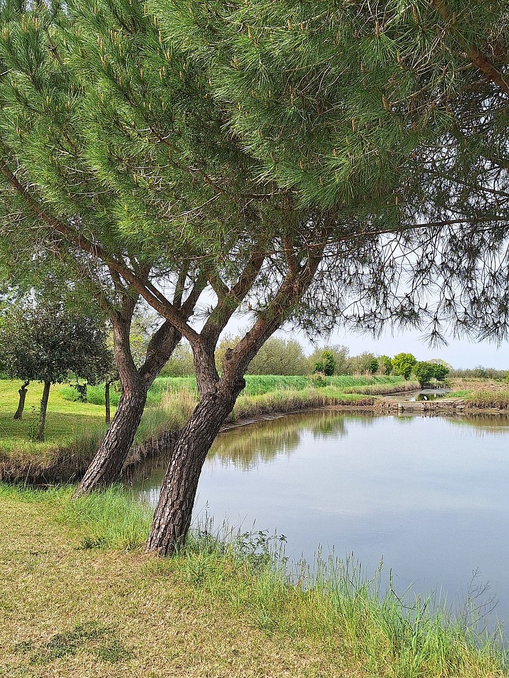 Wandern Italien Friaul Valle Nalon Pinien - Sento Wanderreisen